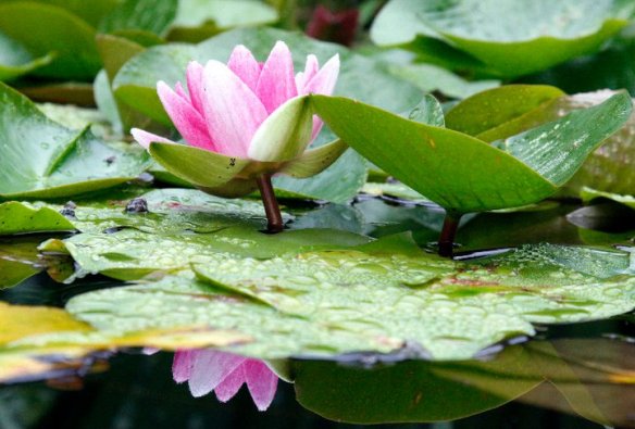 1507743_10203131539348897_1516219110_n